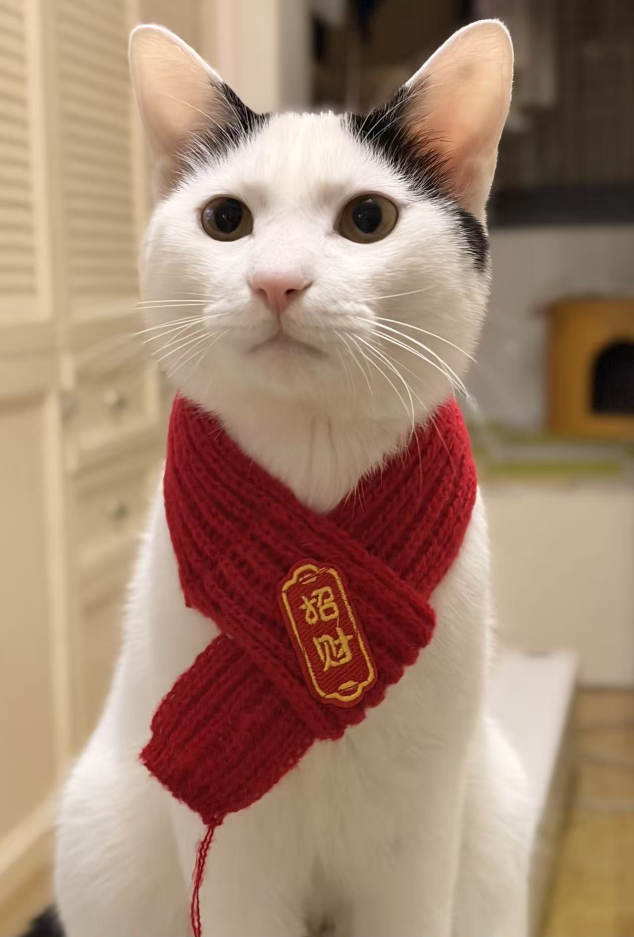 Sammy wearing a red scarf